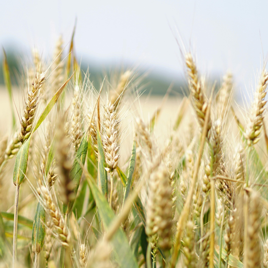 Michigan Ag Drones | Drone Sales | Farm Drone Services | Farm Drones Michigan Ag Drones | Drone Sales | Farm Drone Services | Farm Drones