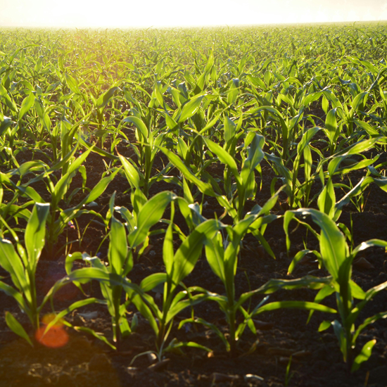 Michigan Ag Drones | Drone Sales | Farm Drone Services | Farm Drones Michigan Ag Drones | Drone Sales | Farm Drone Services | Farm Drones