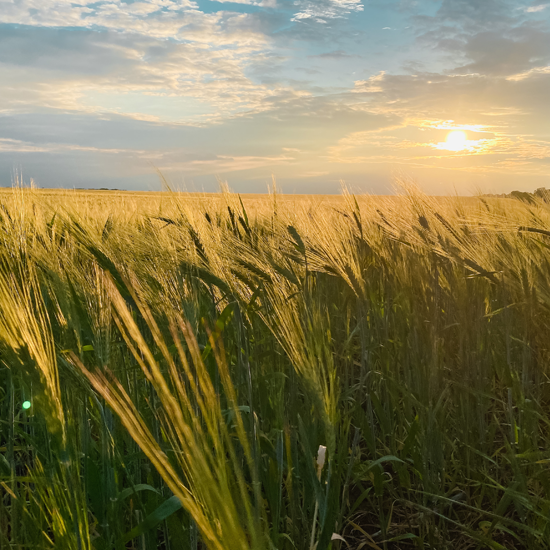 Michigan Ag Drones | Drone Sales | Farm Drone Services | Farm Drones Michigan Ag Drones | Drone Sales | Farm Drone Services | Farm Drones