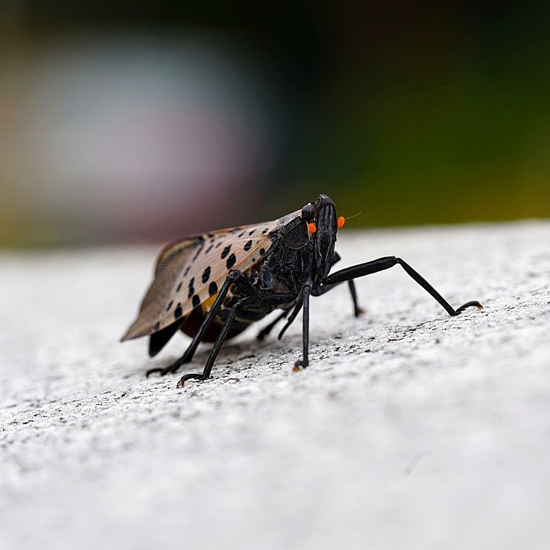 Michigan Ag Drones | Drone Sales | Farm Drone Services | Farm Drones Michigan Ag Drones | Drone Sales | Farm Drone Services | Farm Drones