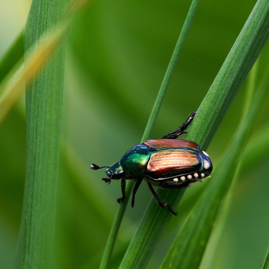 Michigan Ag Drones | Drone Sales | Farm Drone Services | Farm Drones Michigan Ag Drones | Drone Sales | Farm Drone Services | Farm Drones